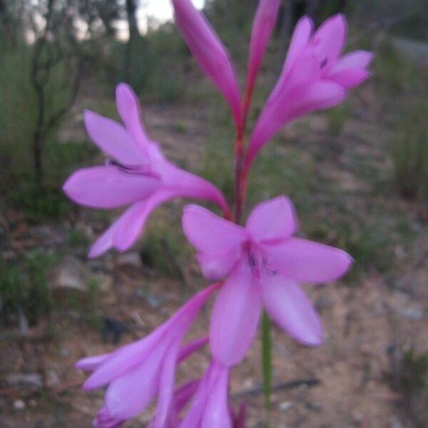 Watsonia borbonica 花