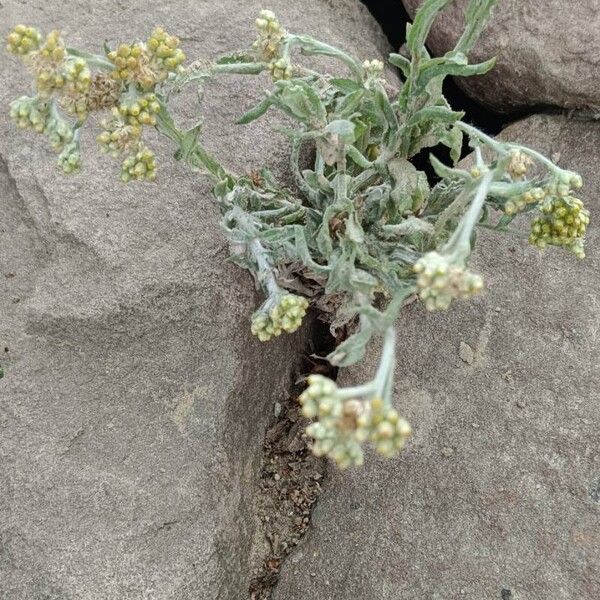 Pseudognaphalium affine Çiçek