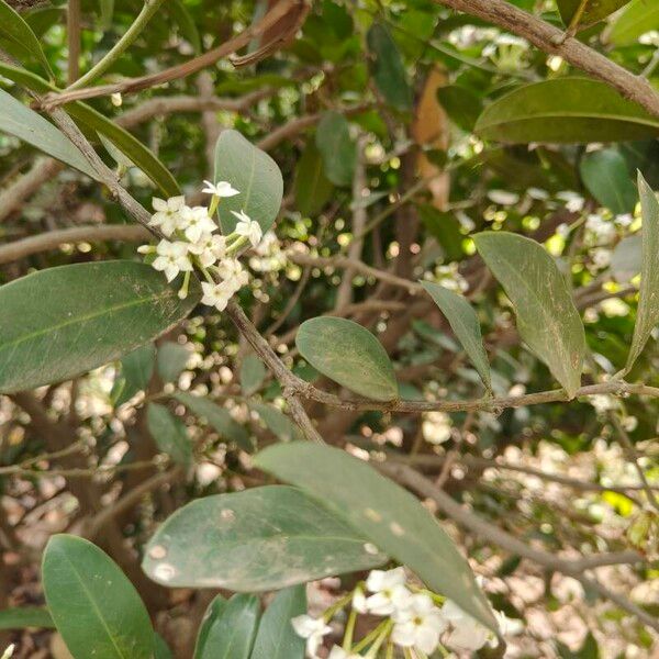 Acokanthera oblongifolia 葉