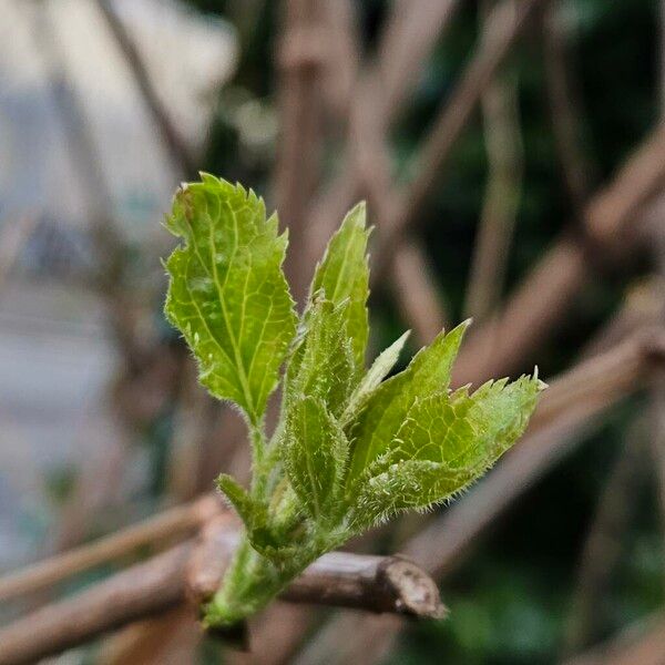 Sambucus canadensis Φύλλο