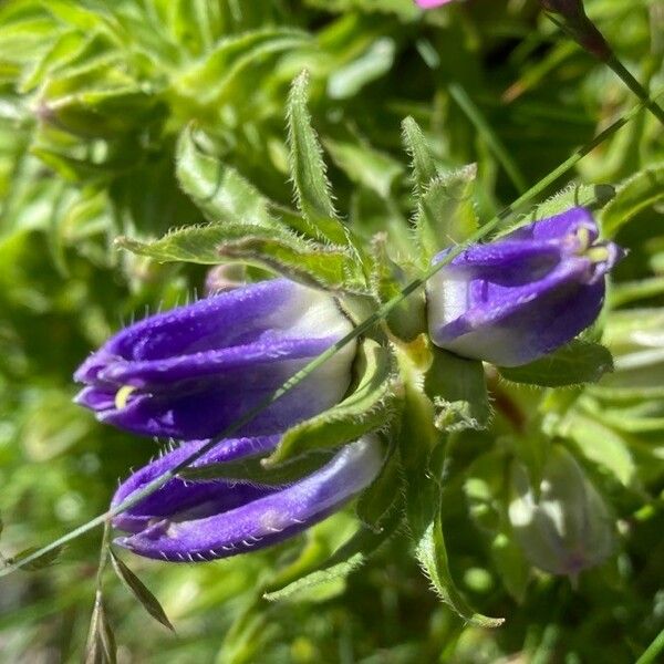 Campanula speciosa Flower