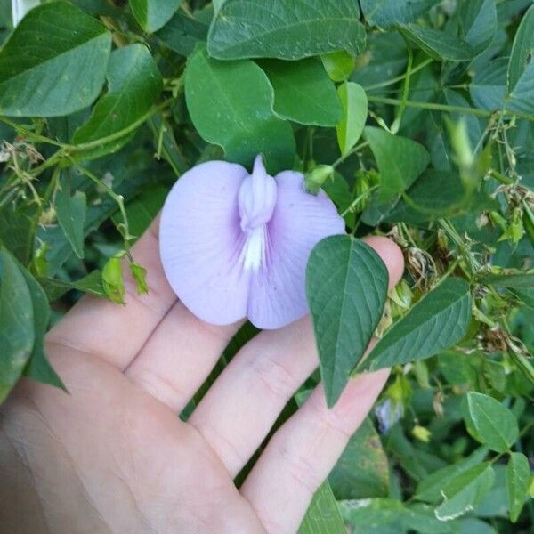 Clitoria mariana ফুল