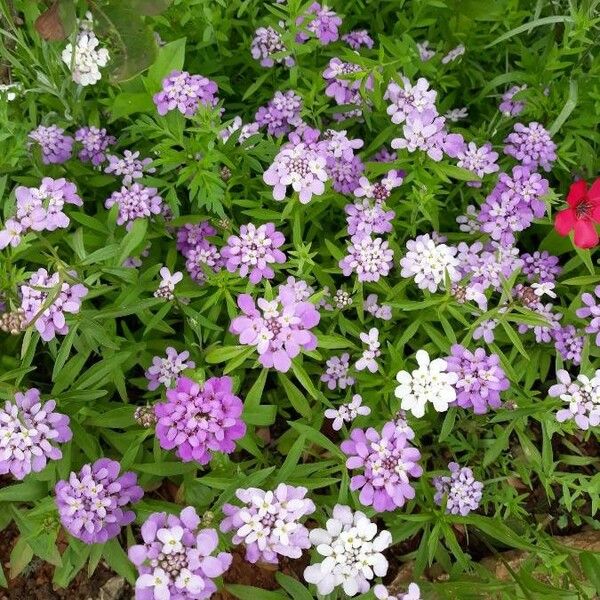 Iberis umbellata Flor