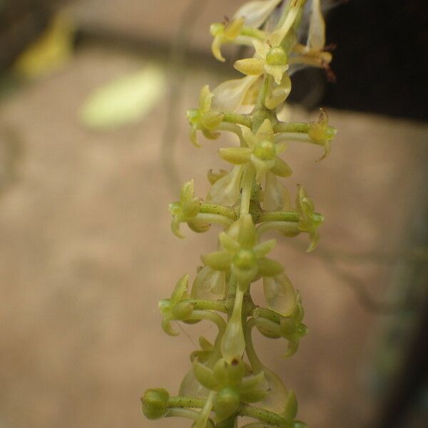 Diaphananthe vesicata Blomma