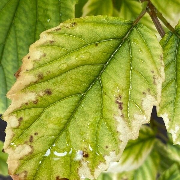 Viburnum dentatum Deilen