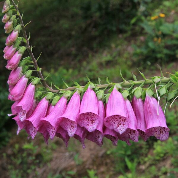 Digitalis purpurea Flor