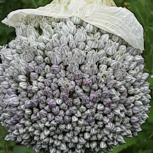 Allium porrum Kukka