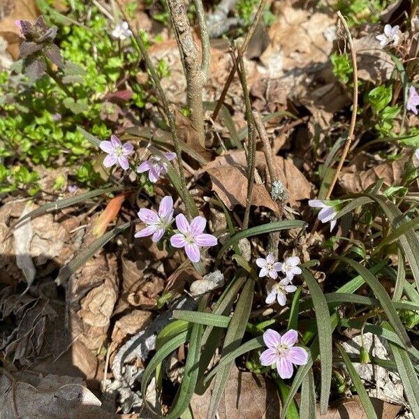 Claytonia virginica Цвят