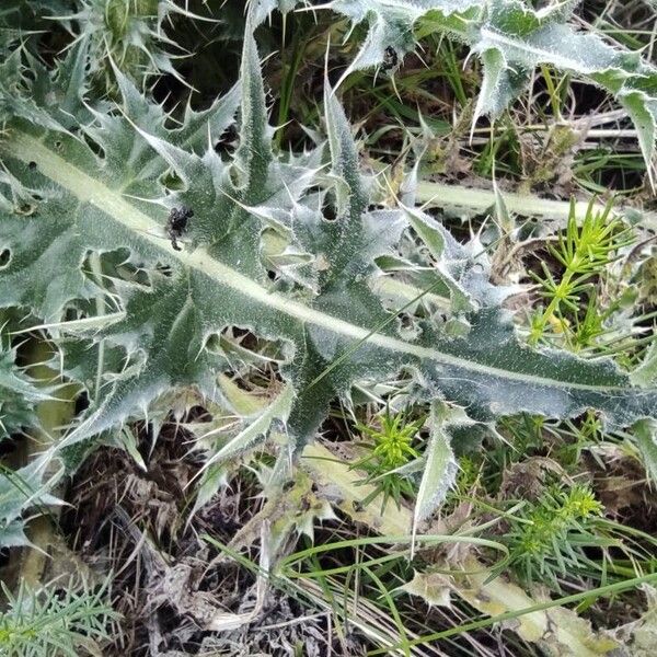 Carduus nutans Leaf