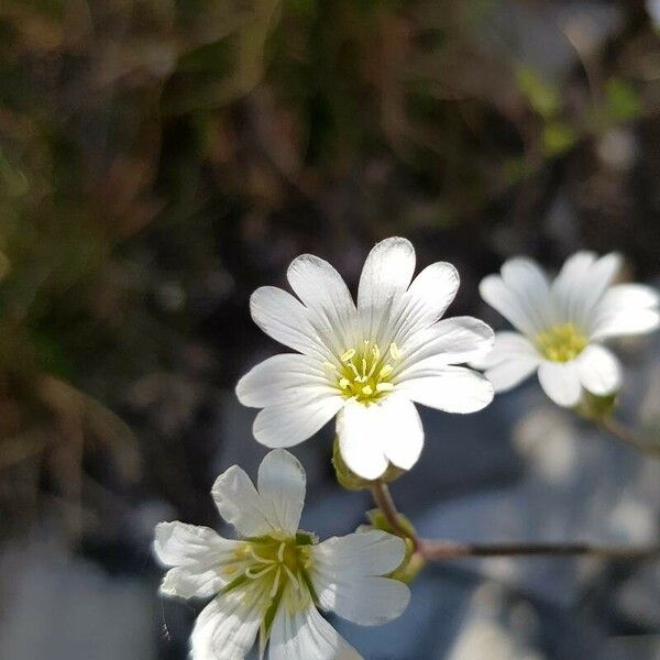 Cerastium arvense Flower