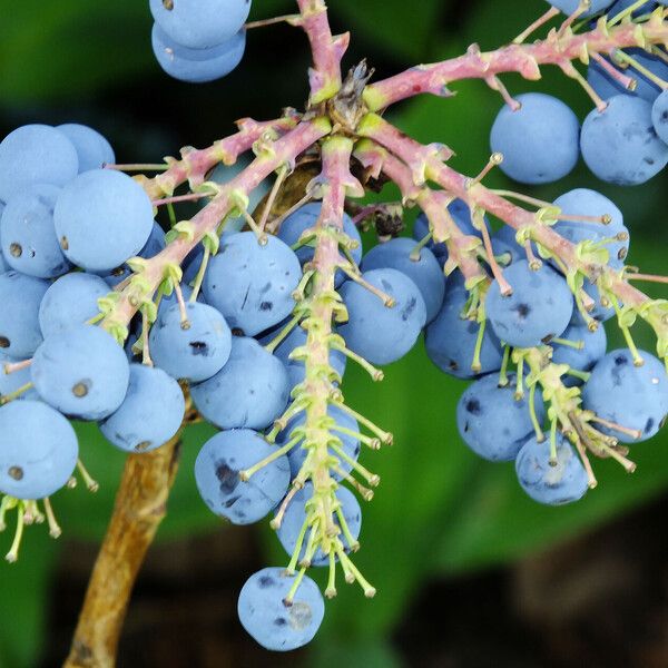 Berberis aquifolium Fruit