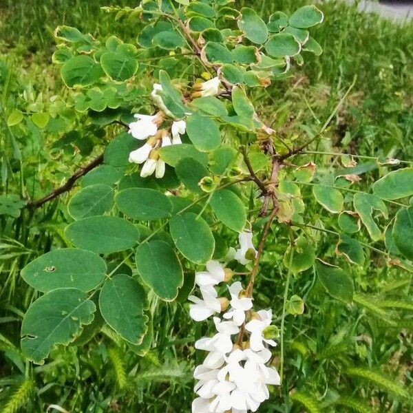 Robinia pseudoacacia عادت داشتن