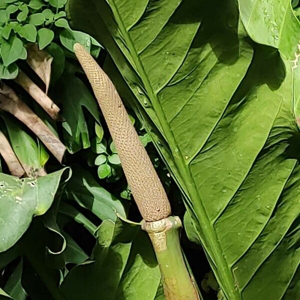 Anthurium schlechtendalii Meyve