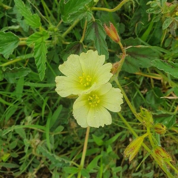 Monsonia longipes Blüte