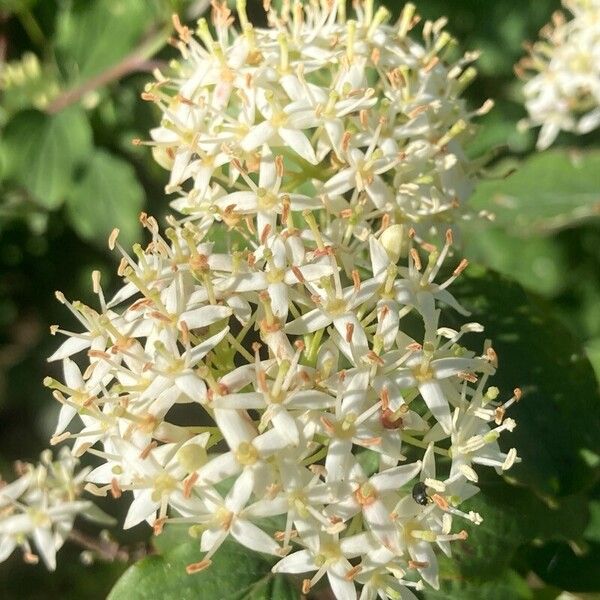 Cornus sanguinea Flor