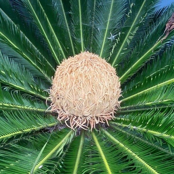 Cycas revoluta Λουλούδι