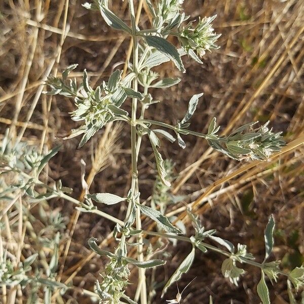 Marrubium peregrinum Leaf