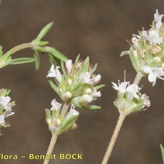 Thymus baeticus autre