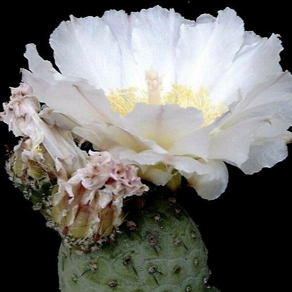 Tephrocactus alexanderi Flower