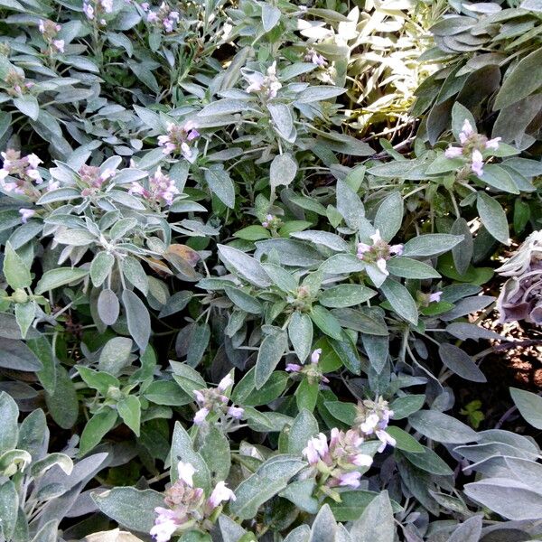 Salvia officinalis Habitat