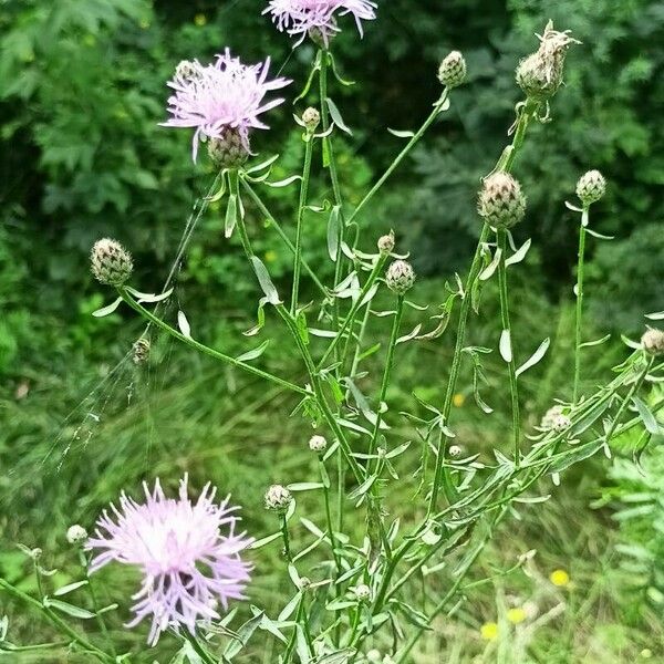 Centaurea stoebe Blomst