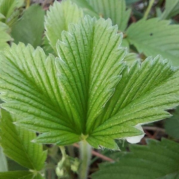 Fragaria viridis Folio