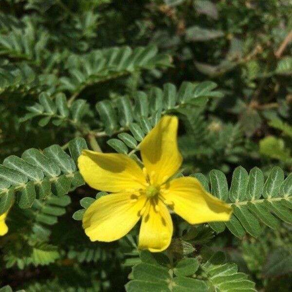 Tribulus cistoides Flower