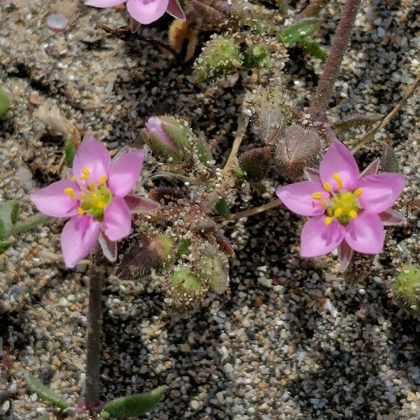 Rhodalsine geniculata 花