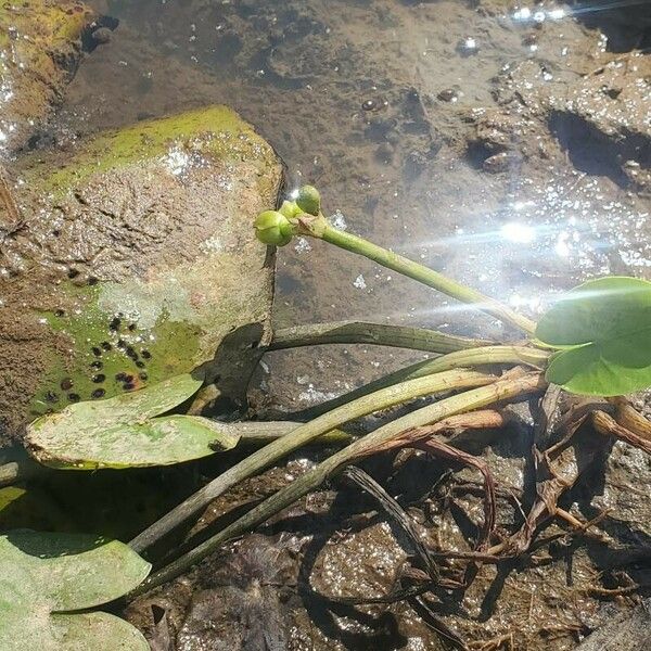 Sagittaria guayanensis Fuelha