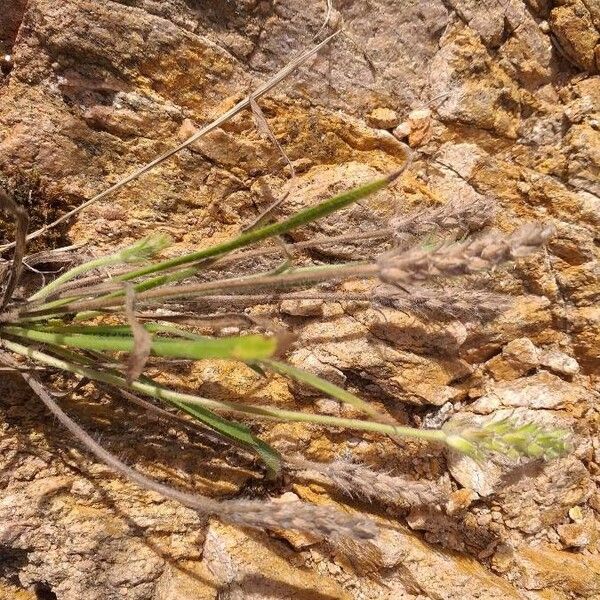 Plantago bellardii Fleur