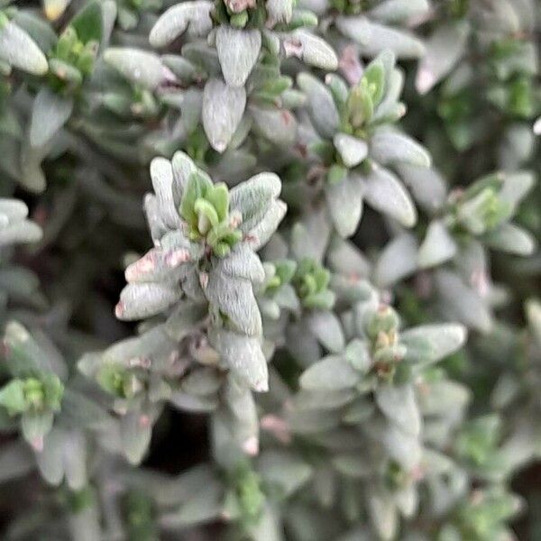 Thymus vulgaris পাতা