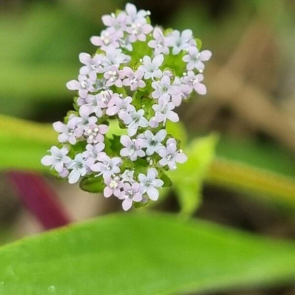 Valerianella eriocarpa Blüte