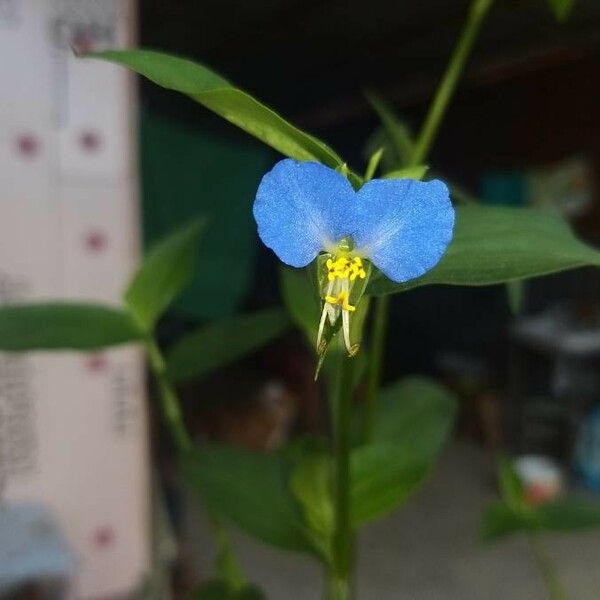 Commelina communis Flower