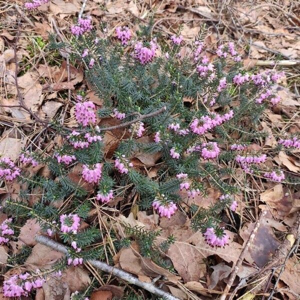 Erica carnea Õis