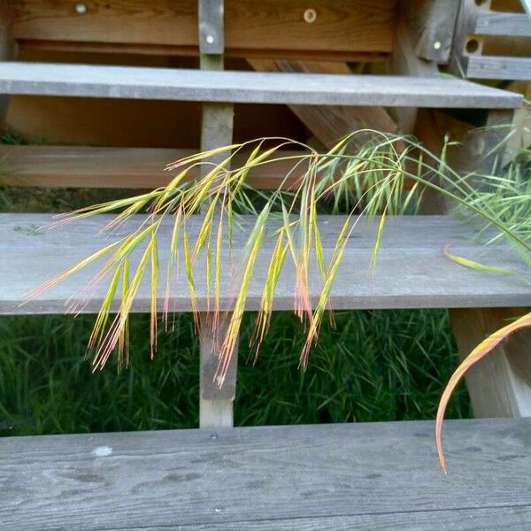 Bromus racemosus Fiore