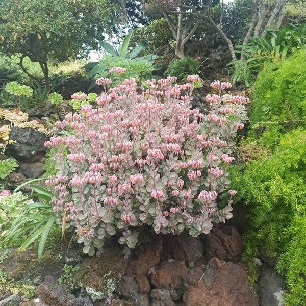 Kalanchoe fedtschenkoi Цвят