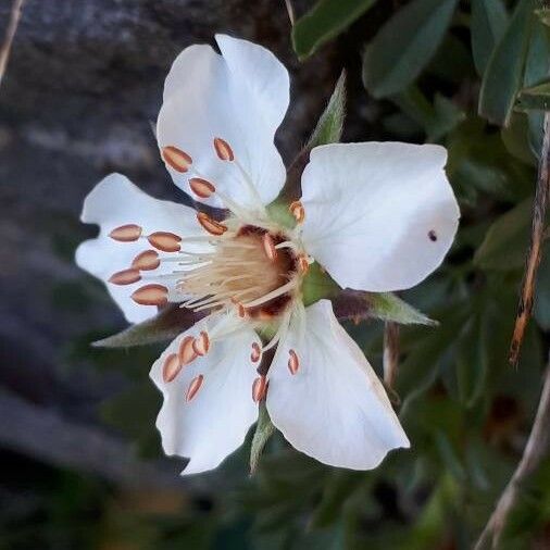 Potentilla nitida Bloem