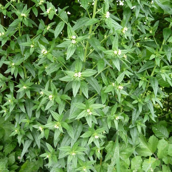 Lithospermum officinale Costuma