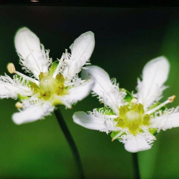 Parnassia fimbriata Flower