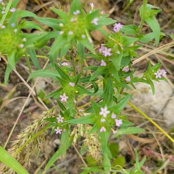 Collomia linearis 葉