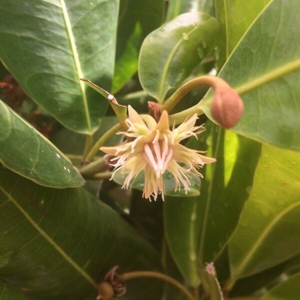 Mimusops coriacea Flor