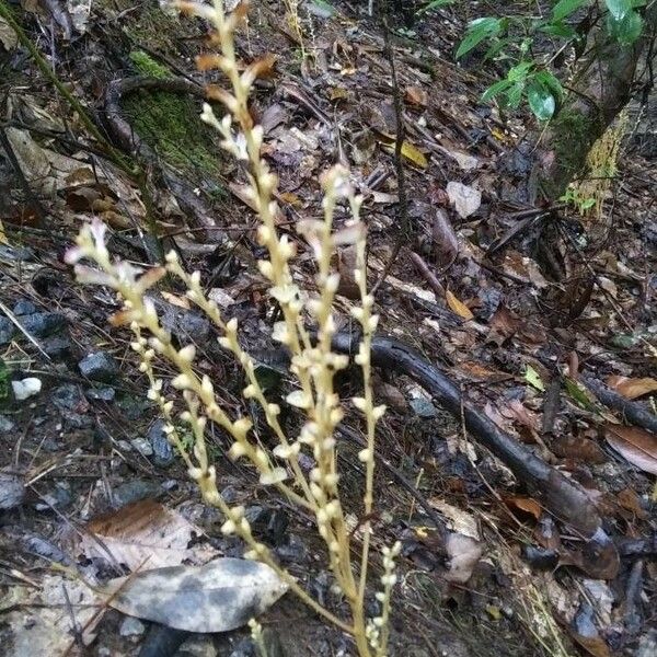 Epifagus virginiana फूल