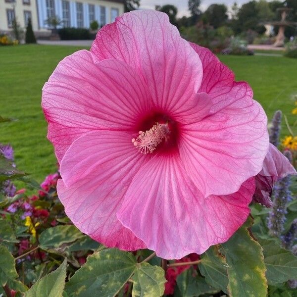 Hibiscus moscheutos Floro