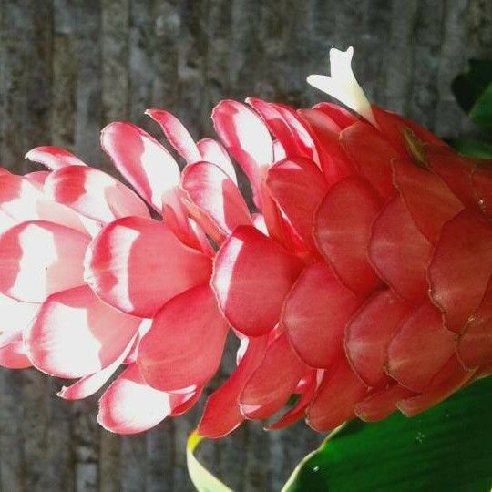 Alpinia purpurata फूल