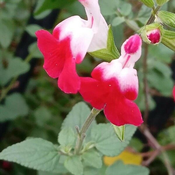 Salvia microphylla Blüte