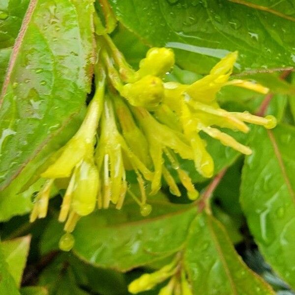 Diervilla lonicera Flower