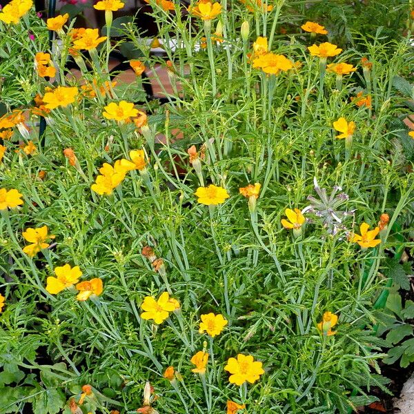 Tagetes tenuifolia Flower