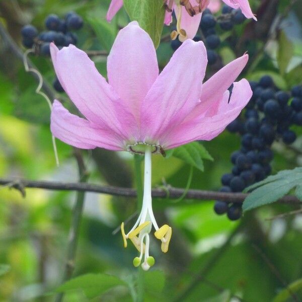 Passiflora tripartita फूल
