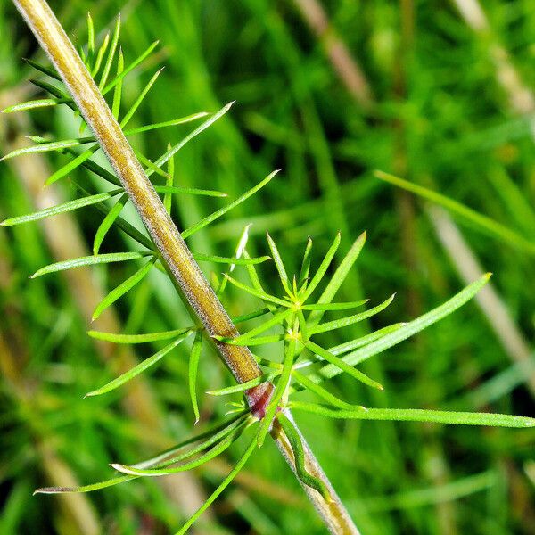 Galium verum Cortiza