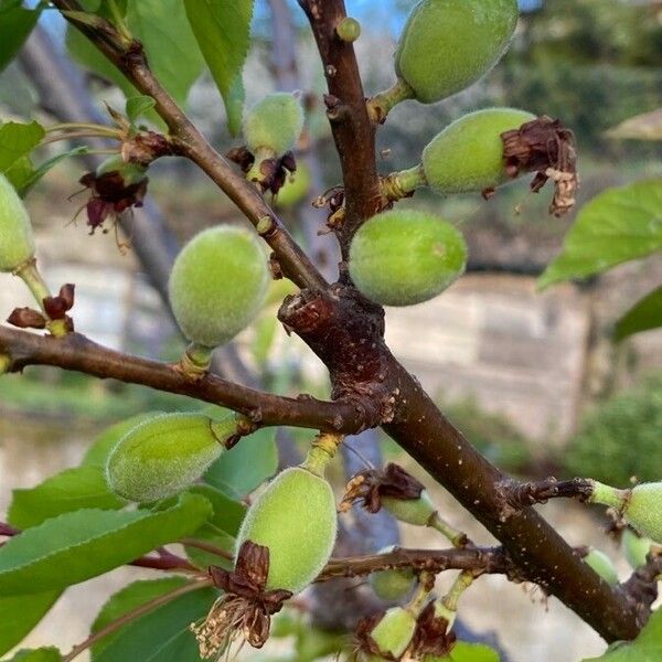 Prunus armeniaca 果実